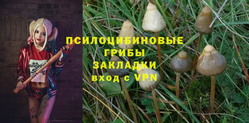 KRAKEN ONION  Злынка  Галлюциногенные грибы Magic Shrooms 